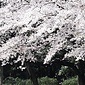 周辺環境（駒場公園）
