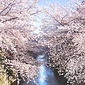 周辺環境写真（春の目黒川）