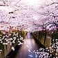 周辺環境（春の目黒川）